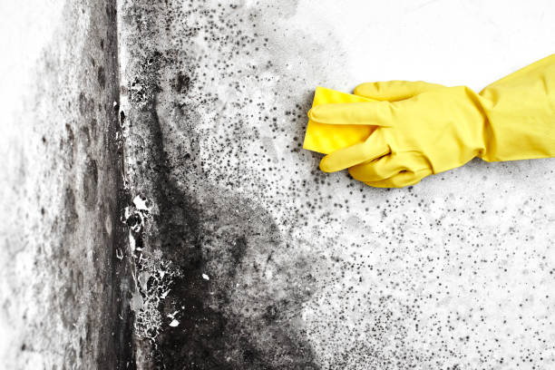 Best Crawl Space Mold Remediation  in Clearwater, MN