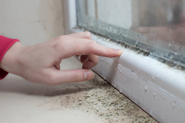Mold Remediation for Rental Properties in Clearwater, MN