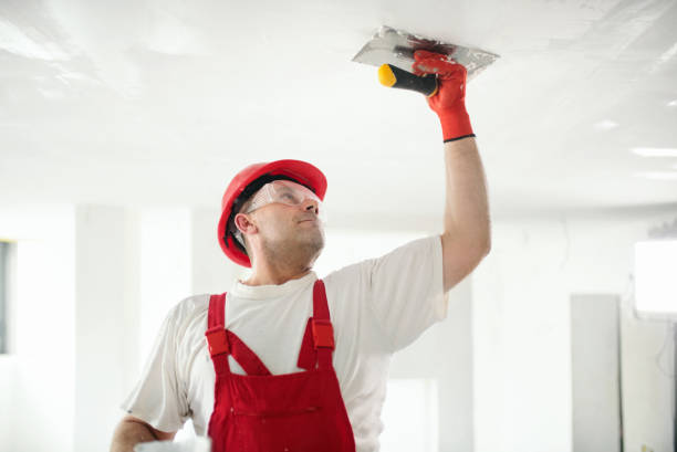 Best Basement Mold Removal  in Clearwater, MN