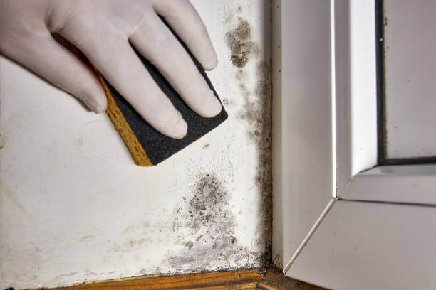 Best Mold Remediation for Rental Properties  in Clearwater, MN