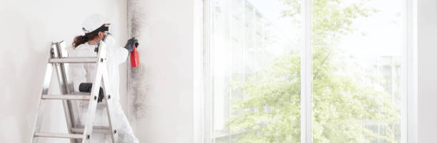 Best Commercial Mold Inspection  in Clearwater, MN